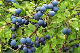 1 kg di frutti (drupe) di prugno selvatico (prunus spinosa), conosciuto anche con il nome di prugnolo 1 litro di alcool a 95 gradi 700 gr di zucchero mezzo litro. Il Prugnolo Selvatico Conosciamo Questa Pianta Ricca Di Benefici Coltivazione Biologica