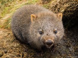 「Wombats」的圖片搜尋結果