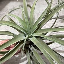 Image result for Buchnera capitata