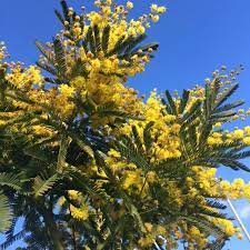 Acacia Dealbata Known As Silver Wattle Is Such A Pretty Evergreen Tree With A Profuse Yellow Floral Display In Early Buy Trees Online Trees Online Buy Trees