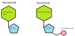 5 Difference Between Nucleotide And Nucleoside With Examples Viva Differences