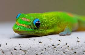Gold dust day gecko on wn network delivers the latest videos and editable pages for news & events, including entertainment, music, sports the gold dust day gecko (phelsuma laticauda (boettger, 1880)) is a diurnal species of gecko. Day Gecko Gold Dust Day Gecko Phelsuma Laticauda Laticauda Flickr Photo Cute Reptiles Lizard Species Gecko