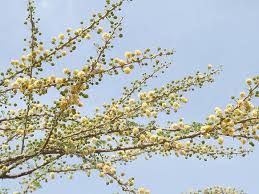 Image result for Acacia hebeclada