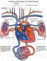 Anatomy Of The Heart And Great Vessels Anatomy Medical Knowledge Heart Anatomy