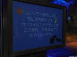 カワスイ 夜の部のお休み組 カワスイ 川崎水族館の昼と夜に行ってきた感想 チケット料金 体験レポ 口コミ 混雑 駐車場など じゃぱたびっくす 自然 nature beautifulworld 絶景 ひとり旅 旅行 日本 japantravel wonderfulplaces 水族館 川崎 感想
