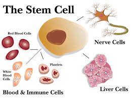 Global companies ›› stem cell››malaysia stem cell. Stem Cell Therapy Malaysia Price And Reviews Updated 2021