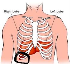 Of all 24 ribs, the first seven pairs are often labeled as 'true.' these bones are. The Liver Sticks Out Under The Right Side Of The 182268638 Added By Kez At Baseball