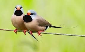 Black Bird With Long Tail And Red Beak Long Tailed Finch Australian Birds Beautiful Birds Animals