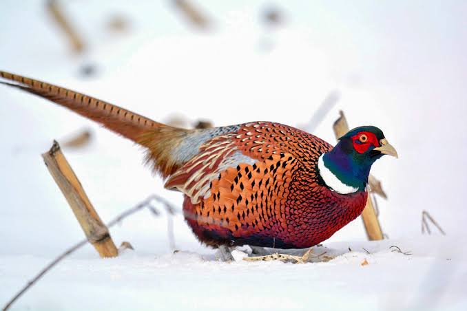 Ring-necked Pheasant | Audubon Field Guide