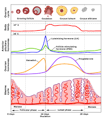 Endocrine Hormones Basic Mechanisms And The Menstrual Cycle