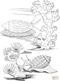 Sea Snails Coloring Page Gif 1 051 1 404 Pixels Ocean Coloring Pages Coloring Pages Animal Coloring Pages