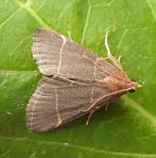 Image result for Cryptolepis hypoglauca