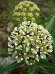 Antelope Horn Milkweed Milkweed Antelope Horns Wild Flowers