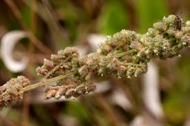 Image result for Mesosphaerum pectinatum