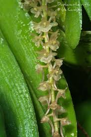 Image result for Rhipidoglossum