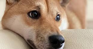 How to buy doge in canada. Binance Lists Dogecoin Killer Shiba Inu Shib And Its Perpetual Futures