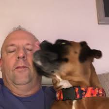 Popsicles for soothing dog coughs with blueberries and honey