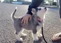 Husky Puppy Trying To Walk Down Stairs