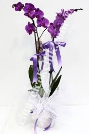 Pembe Ikili Orkide Https Www Cinarcicekcilik Com Tr Pembe Ikili Orkide C Or115 Html Cicekciler Cicek Orkideler