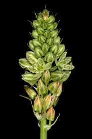 Image result for Albuca virens