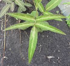 Image result for Uraria picta