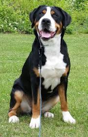 Parents on site, dogs raised in home, very loving outgoing, loyal dogs.… akc reg beautiful bernese mountain dog puppy! Greater Swiss Mountain Dog Information In 2021 Great Swiss Mountain Dog Mountain Dogs Swiss Mountain Dogs