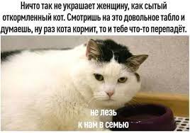 Ничто так не украшает женщину, как сытый откормленный кот. Смотришь на это  довольное табло и думаеш / семья :: картинка с текстом :: кот / смешные  картинки и другие приколы: комиксы, гиф