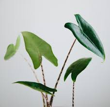 We did not find results for: How To Grow An Alocasia From A Bulb Olle Eriksson