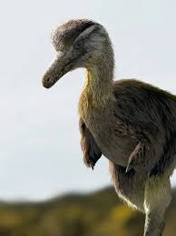 Image result for Astropanax abyssinicus