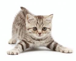 Download cute kittens images and photos. Advice For New Kitten Owners Severn Edge Vets