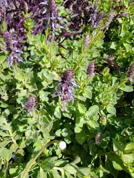 Image result for Coleus kapatensis