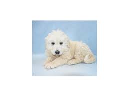 You should trim them regularly as they do not wear down. Great Pyrenees Puppies Petland Knoxville