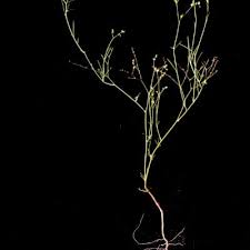 Image result for Limeum