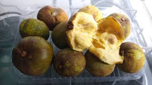 Image result for Pouteria altissima