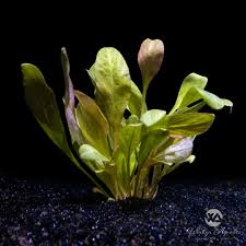 Image result for Samolus