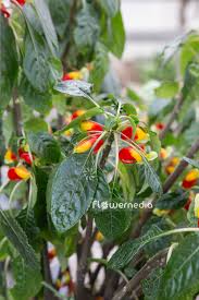 Image result for Impatiens niamniamensis