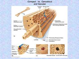 There are two types of bone marrow: This Ppt Is Mostly Unlabeled Images Ppt Download