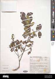 Image result for Berchemia zeyheri