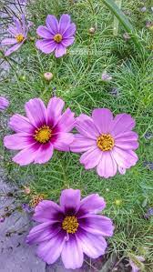 Journey To The Land Of High Passes Ladakh High Pass Cosmos Flowers Jammu And Kashmir