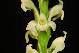 Image result for Satyrium macrophyllum