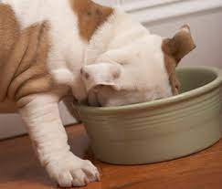 Why Does My Dog Guard His Food Bowl