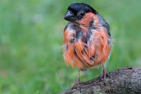 Missbrauch bezüglich produkt melden vogel „gimpel. Vogelportrat Gimpel Nabu