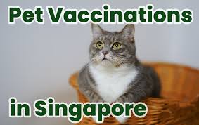Here is some information about what shots a cat will need. Pet Vaccinations In Singapore What Every Pet Owner Should Know