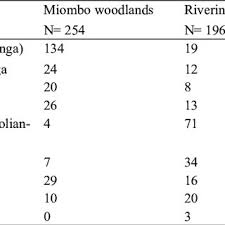 Image result for Eriocoelum lawtonii