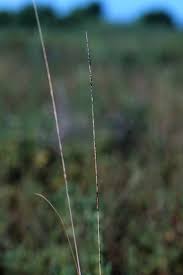 Image result for Sporobolus coromandelianus