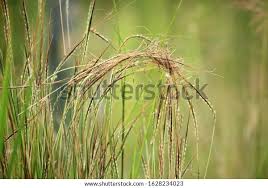 Image result for Heteropogon contortus