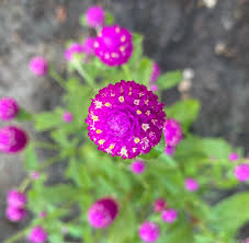 Image result for Gomphrena martiana