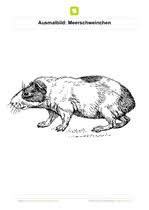 Meerschweinchen ausmalbild / malvorlagen chinder musig walt : Ausmalbilder Haustiere Kostenlose Ausmalbilder