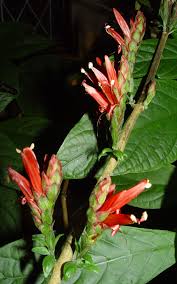 Image result for Schlechterina mitostemmatoides