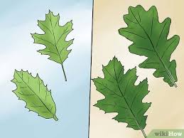 3 Ways To Identify Oak Leaves Wikihow